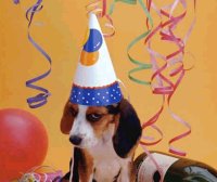 /images/staff/images/dogparty.jpg